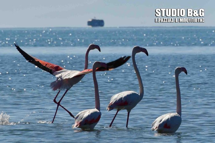Παράξενοι επισκέπτες στον υδροβιότοπο Ναυπλίου -Δώδεκα πανέμορφα φλαμίνγκο [εικόνες] | iefimerida.gr 1