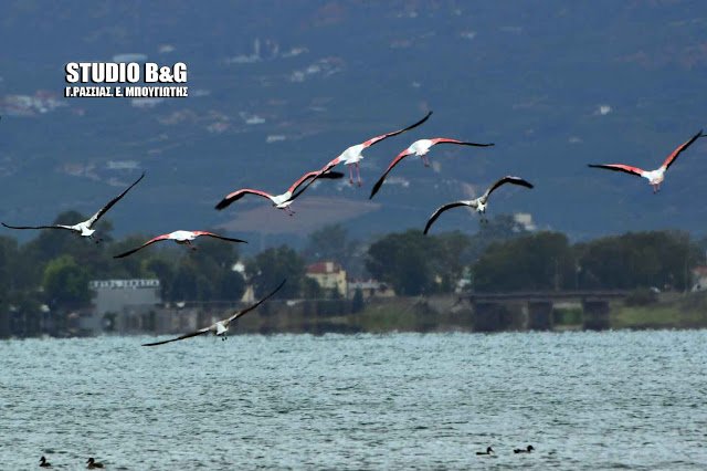 Μόλις ο καιρός το επιτρέψει, τα φλαμίνγκο θα συνεχίσουν το ταξίδι τους προς τις Αραβικές χώρες