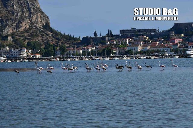 Το Ναύπλιο γέμισε με (αληθινά) πανέμορφα φλαμίνγκο [εικόνες & βίντεο] | iefimerida.gr 4