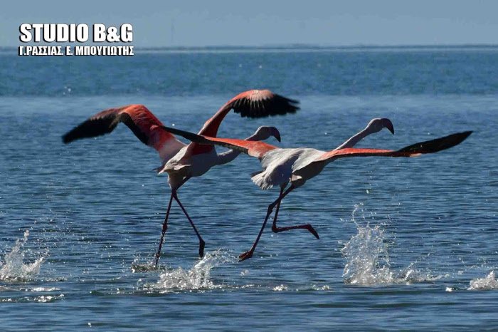 Παράξενοι επισκέπτες στον υδροβιότοπο Ναυπλίου -Δώδεκα πανέμορφα φλαμίνγκο [εικόνες] | iefimerida.gr 2