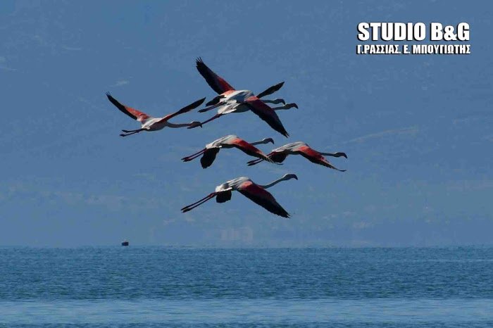Παράξενοι επισκέπτες στον υδροβιότοπο Ναυπλίου -Δώδεκα πανέμορφα φλαμίνγκο [εικόνες] | iefimerida.gr 3
