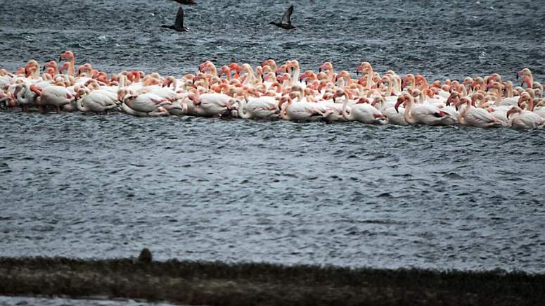 Λέσβος: Πάνω από 1.000 φλαμίνγκο «αγκαλιάστηκαν» για να ζεσταθούν [εικόνες] | iefimerida.gr 2