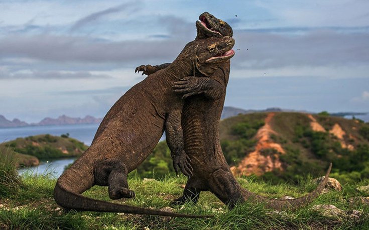 Το φευγαλέο μεγαλείο της Φύσης – Οι φιναλίστ του διαγωνισμού φωτογραφίας [εικόνες]  | iefimerida.gr 1