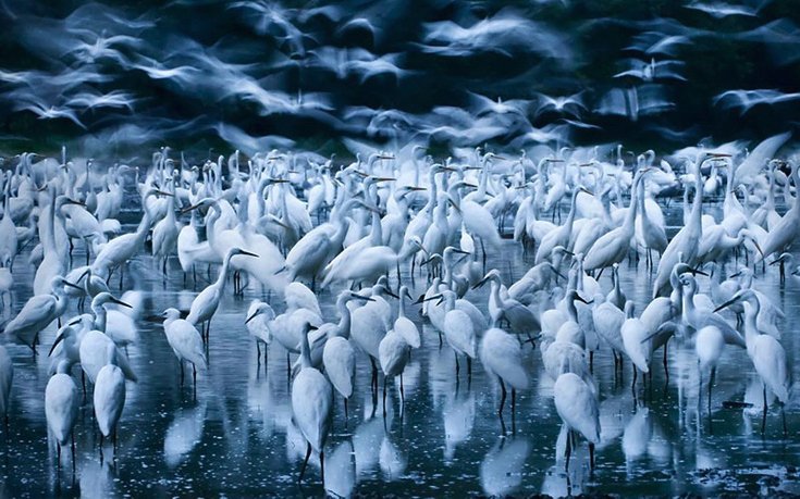 Το φευγαλέο μεγαλείο της Φύσης – Οι φιναλίστ του διαγωνισμού φωτογραφίας [εικόνες]  | iefimerida.gr 3