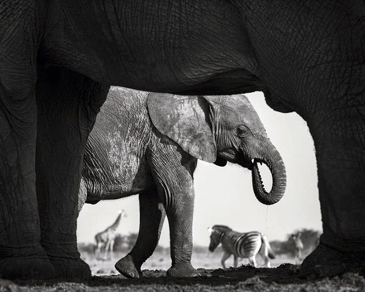 Το φευγαλέο μεγαλείο της Φύσης – Οι φιναλίστ του διαγωνισμού φωτογραφίας [εικόνες]  | iefimerida.gr 4