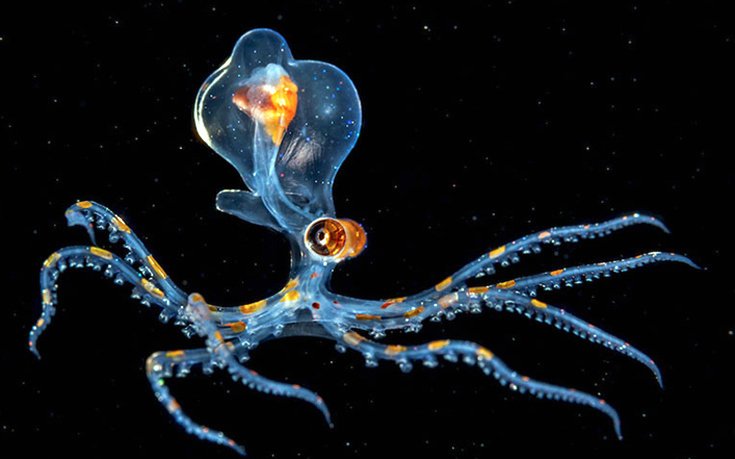 Το φευγαλέο μεγαλείο της Φύσης – Οι φιναλίστ του διαγωνισμού φωτογραφίας [εικόνες]  | iefimerida.gr 6