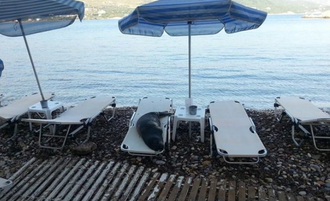 Η φώκια «Αργυρώ» βγήκε για ηλιοθεραπεία στη Σάμο -Ανέβηκε σε σεζλόνγκ και πήρε ένα υπνάκο! [εικόνες] | iefimerida.gr 0