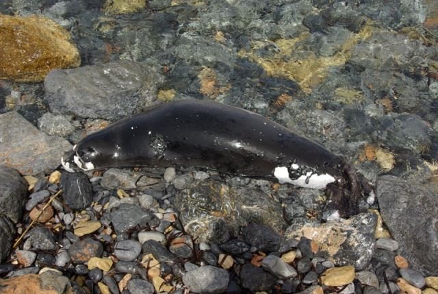 Ασυνείδητοι δολοφόνησαν μία χελώνα και δύο φώκιες στην Κρήτη  [εικόνες] | iefimerida.gr 0