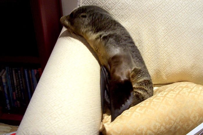 Μπήκε στο σπίτι και βρήκε μια μικρή φώκια να κοιμάται στον καναπέ της [εικόνες] | iefimerida.gr 0