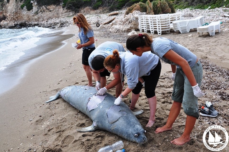 Σάμος: Δολοφόνησαν φώκια με κυνηγετικό όπλο [εικόνες] | iefimerida.gr 0