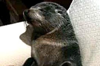 Μπήκε στο σπίτι και βρήκε μια μικρή φώκια να κοιμάται στον καναπέ της [εικόνες] | iefimerida.gr 1