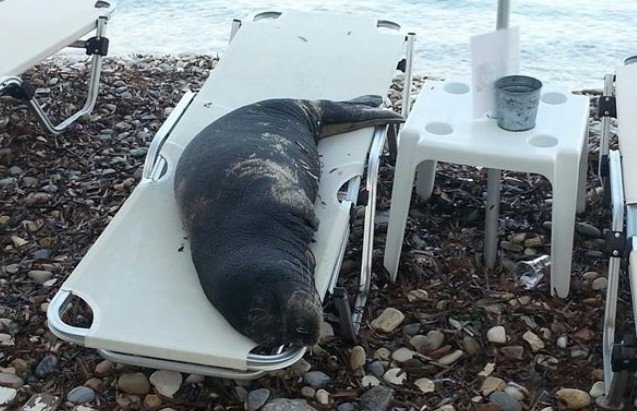 Η φώκια «Αργυρώ» βγήκε για ηλιοθεραπεία στη Σάμο -Ανέβηκε σε σεζλόνγκ και πήρε ένα υπνάκο! [εικόνες] | iefimerida.gr 1