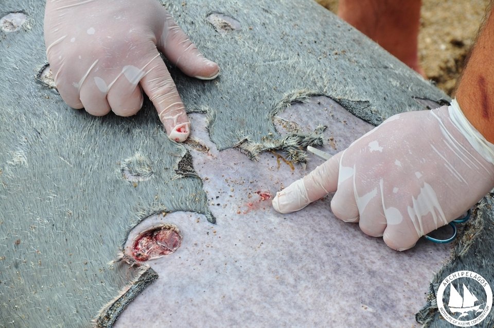Σάμος: Δολοφόνησαν φώκια με κυνηγετικό όπλο [εικόνες] | iefimerida.gr 1