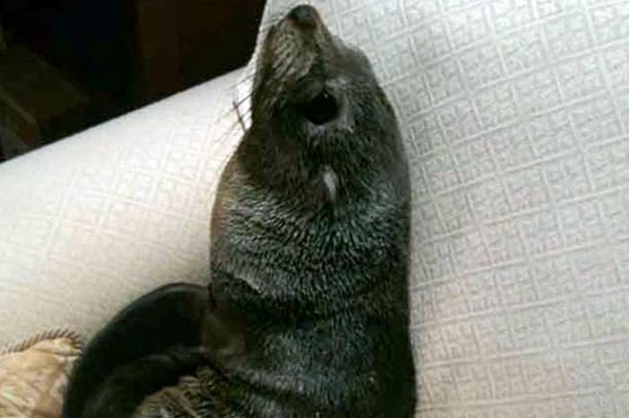 Μπήκε στο σπίτι και βρήκε μια μικρή φώκια να κοιμάται στον καναπέ της [εικόνες] | iefimerida.gr 2
