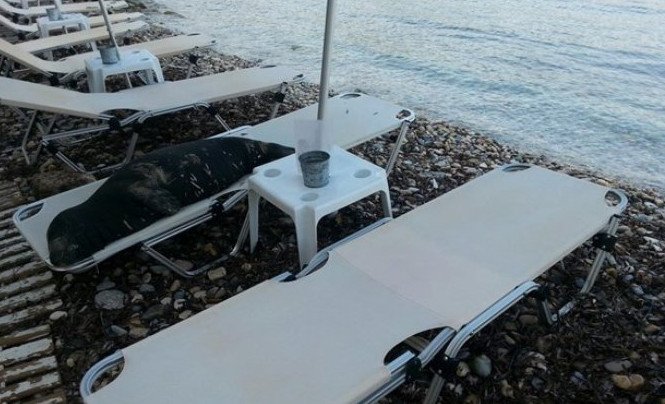 Η φώκια «Αργυρώ» βγήκε για ηλιοθεραπεία στη Σάμο -Ανέβηκε σε σεζλόνγκ και πήρε ένα υπνάκο! [εικόνες] | iefimerida.gr 2