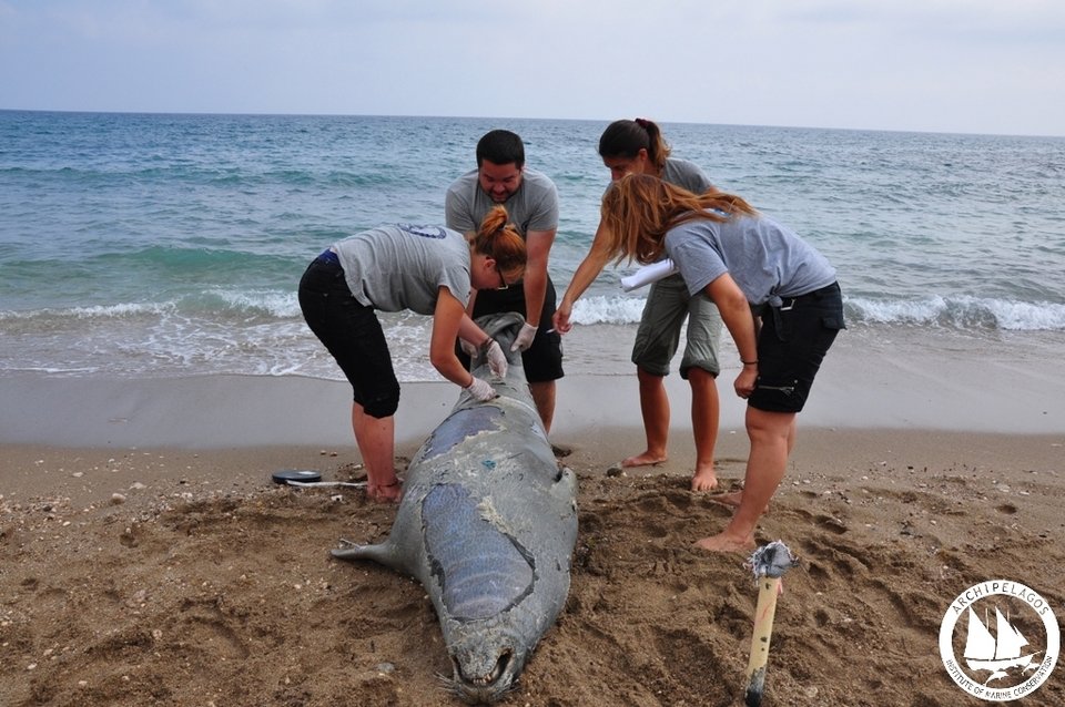 Σάμος: Δολοφόνησαν φώκια με κυνηγετικό όπλο [εικόνες] | iefimerida.gr 2