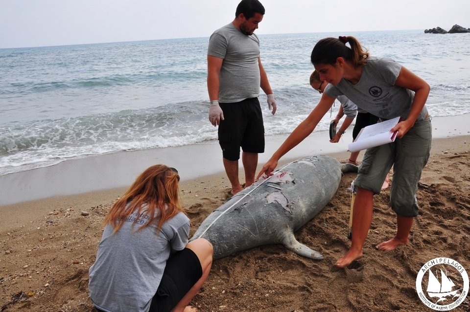 Σάμος: Δολοφόνησαν φώκια με κυνηγετικό όπλο [εικόνες] | iefimerida.gr 3