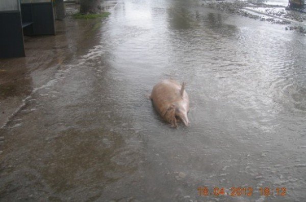 Μίνι-τσουνάμι στην Φωκίδα-Η θάλασσα ξέβρασε στο δρόμο...δελφίνια [εικόνες] | iefimerida.gr 1