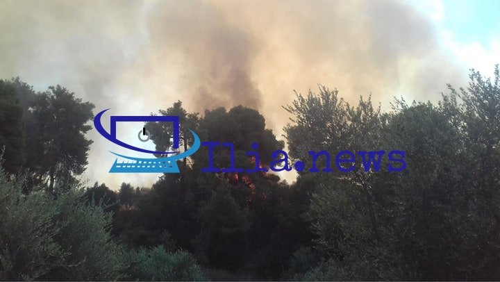 Μεγάλη φωτιά σε δασική έκταση στην περιοχή Δαφνιώτισσα Αμαλιάδας -Απομακρύνθηκαν ευπαθείς ομάδες [εικόνες & βίντεο] | iefimerida.gr 6