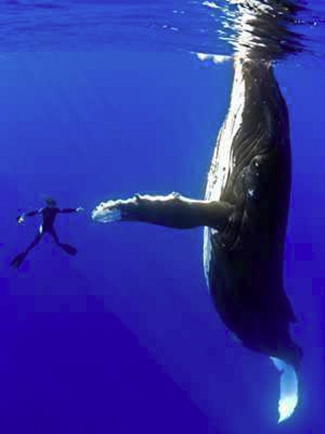 14 φωτογραφίες που έγραψαν Ιστορία λόγω του Ιντερνετ -Εγιναν viral και προκάλεσαν συζήτηση για την αυθεντικότητά τους [εικόνες] | iefimerida.gr 5