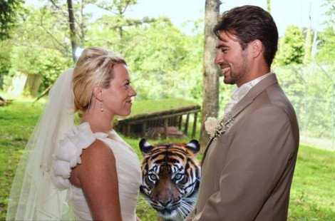 H πιο ριψοκίνδυνη και τρομακτική φωτογραφία γάμου: Η νύφη, ο γαμπρός και η τίγρης δίπλα τους έτοιμη να τους κατασπαράξει [εικόνες] | iefimerida.gr 0
