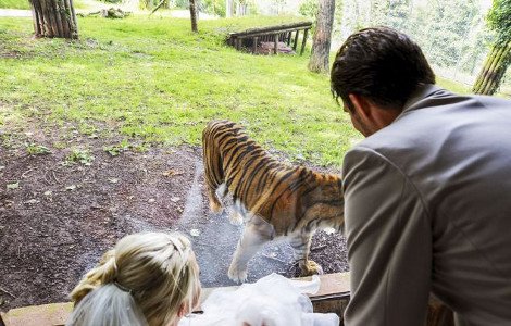 H πιο ριψοκίνδυνη και τρομακτική φωτογραφία γάμου: Η νύφη, ο γαμπρός και η τίγρης δίπλα τους έτοιμη να τους κατασπαράξει [εικόνες] | iefimerida.gr 1