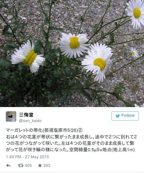 Οι μεταλλαγμένες μαργαρίτες από τη Φουκουσίμα που γκρέμισαν το διαδίκτυο [εικόνα] | iefimerida.gr 0