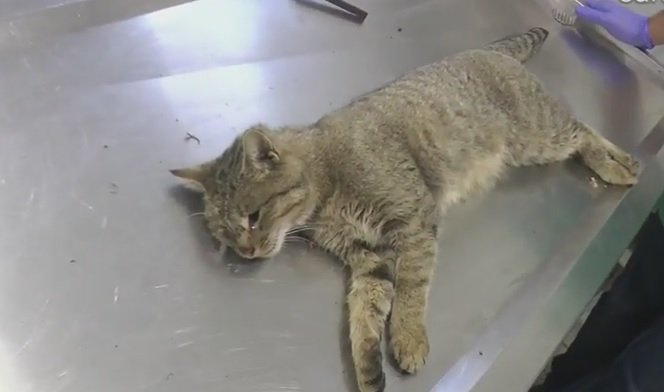 Βρέθηκε σπάνιος φουρόγατος στα Λευκά Ορη; [εικόνες & βίντεο]  | iefimerida.gr 0