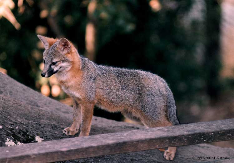 Τα ζώα εκπέμπουν SOS: Νέα λίστα με απειλούμενα είδη εξέδωσε η Ενωση Διατήρησης της Φύσης [εικόνες] | iefimerida.gr 3