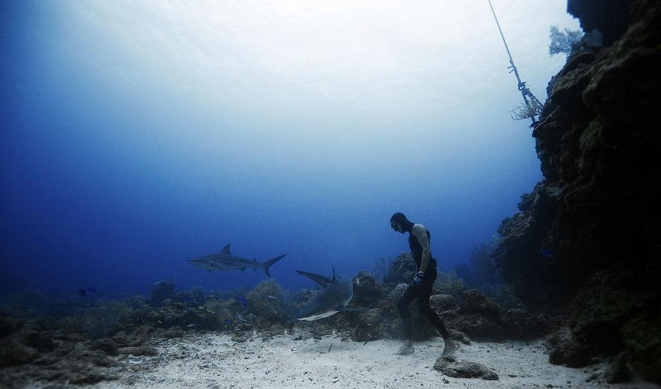 Βουτιές με καρχαρίες -Το ατρόμητο ζευγάρι από την Ισπανία που κολυμπά δίπλα τους χωρίς προστασία [εικόνες] | iefimerida.gr 9