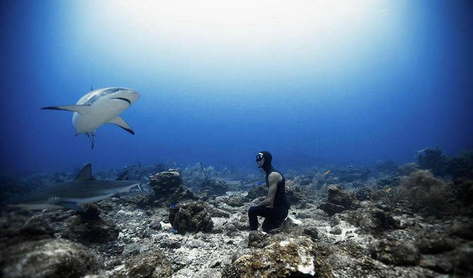 Βουτιές με καρχαρίες -Το ατρόμητο ζευγάρι από την Ισπανία που κολυμπά δίπλα τους χωρίς προστασία [εικόνες] | iefimerida.gr 4