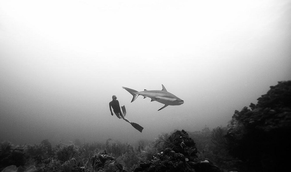 Βουτιές με καρχαρίες -Το ατρόμητο ζευγάρι από την Ισπανία που κολυμπά δίπλα τους χωρίς προστασία [εικόνες] | iefimerida.gr 5