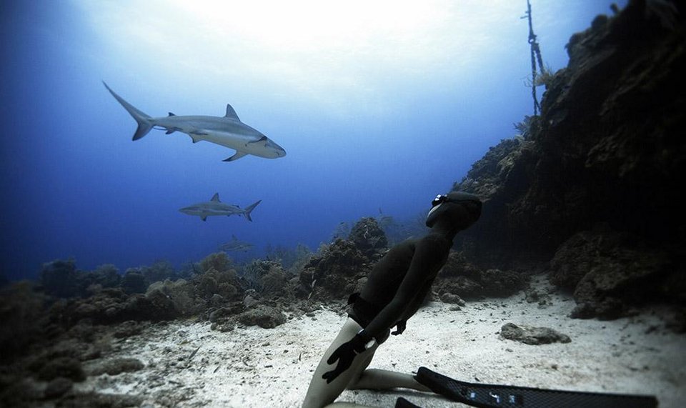 Βουτιές με καρχαρίες -Το ατρόμητο ζευγάρι από την Ισπανία που κολυμπά δίπλα τους χωρίς προστασία [εικόνες] | iefimerida.gr 6