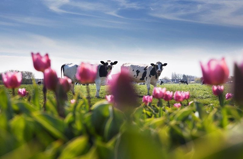 FrieslandCampina Hellas: Δημιουργούμε φυσικούς δεσμούς με τους παραγωγούς – κτηνοτρόφους μας | iefimerida.gr 0
