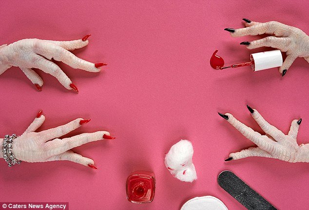 Φρικιαστική έκθεση με μέλη νεκρών ζώων -Εκαναν μανικιούρ σε νύχια κοτόπουλου [εικόνες] | iefimerida.gr 3