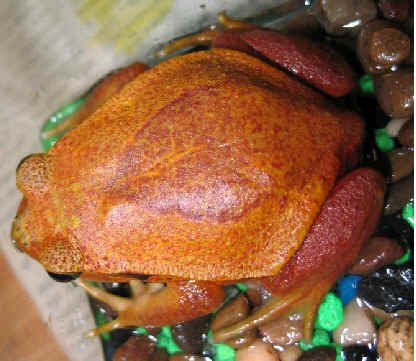 Ιπτάμενος βάτραχος βαμπιρ με κυνόδοντες ανακαλύφθηκε στο Βιετνάμ [εικόνες] | iefimerida.gr 0