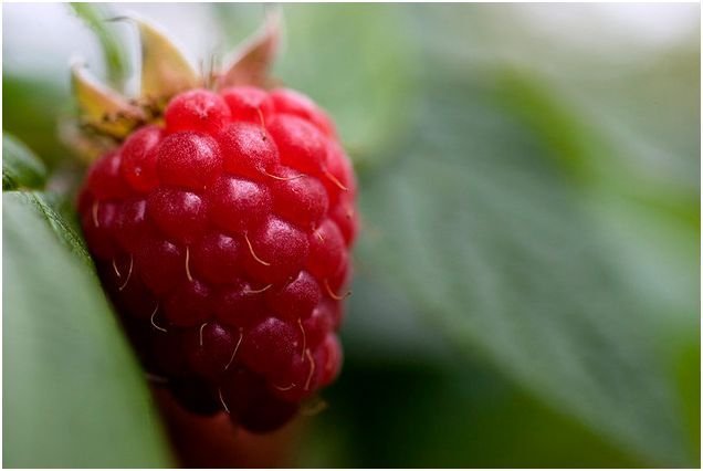 Ποιες είναι οι σούπερ τροφές του Ιουλίου που πρέπει να τρώμε [εικόνες] | iefimerida.gr 0