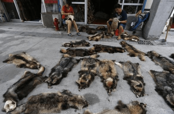 Στα άδυτα της «πολυτέλειας»-Συγκλονιστικές φωτογραφίες από Κινέζους εργάτες στη μεγαλύτερη κοινότητα παραγωγής γούνας [εικόνες]  | iefimerida.gr 5