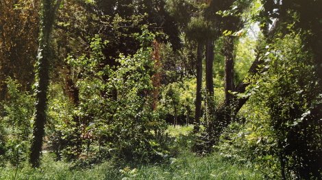 Πώς και γιατί ο Καμίνης θα καταστρέψει τον Εθνικό Κήπο [εικόνες] | iefimerida.gr 12