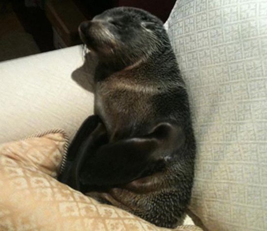 Μικρή φώκια εισέβαλε σε σπίτι στη Νέα Ζηλανδία [εικόνες + βίντεο] | iefimerida.gr 2