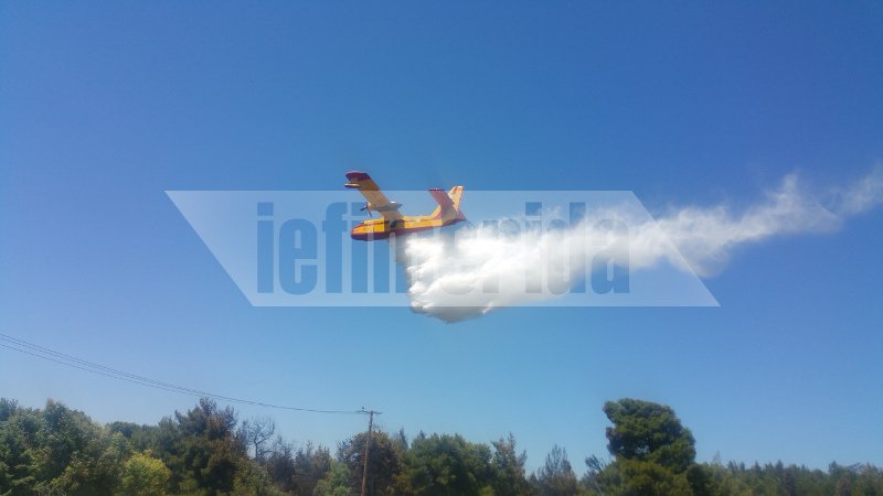 Σε ύφεση η πυρκαγιά στο Κρυονέρι Αττικής [εικόνες & βίντεο] | iefimerida.gr 2