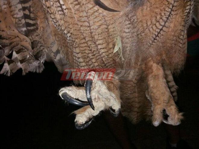 Οι πυρκαγιές στη δυτική Αχαΐα είχαν και ένα θύμα: Ενα σπάνιο πουλί, είδος υπό εξαφάνιση [εικόνες] | iefimerida.gr 1