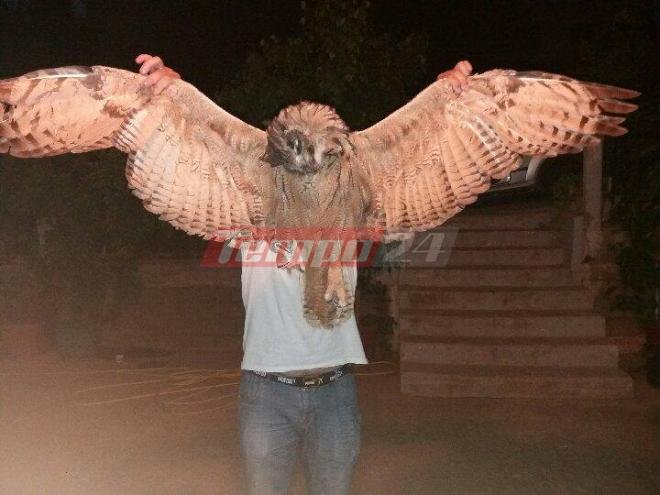 Οι πυρκαγιές στη δυτική Αχαΐα είχαν και ένα θύμα: Ενα σπάνιο πουλί, είδος υπό εξαφάνιση [εικόνες] | iefimerida.gr 2