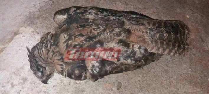 Οι πυρκαγιές στη δυτική Αχαΐα είχαν και ένα θύμα: Ενα σπάνιο πουλί, είδος υπό εξαφάνιση [εικόνες] | iefimerida.gr 0