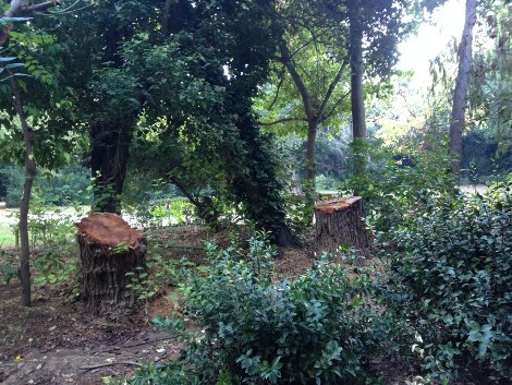 Πώς και γιατί ο Καμίνης θα καταστρέψει τον Εθνικό Κήπο [εικόνες] | iefimerida.gr 9