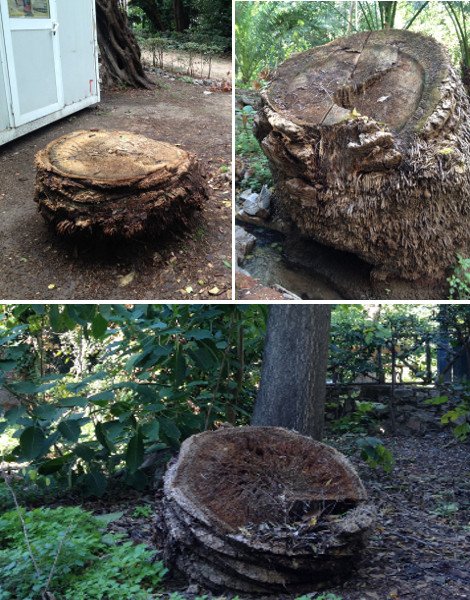 Πώς και γιατί ο Καμίνης θα καταστρέψει τον Εθνικό Κήπο [εικόνες] | iefimerida.gr 10