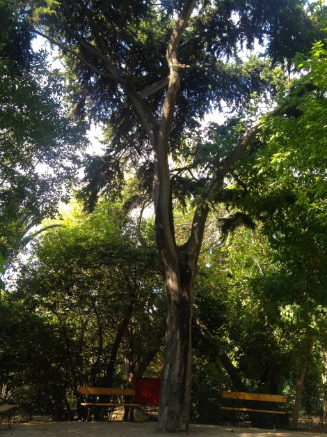 Πώς και γιατί ο Καμίνης θα καταστρέψει τον Εθνικό Κήπο [εικόνες] | iefimerida.gr 18