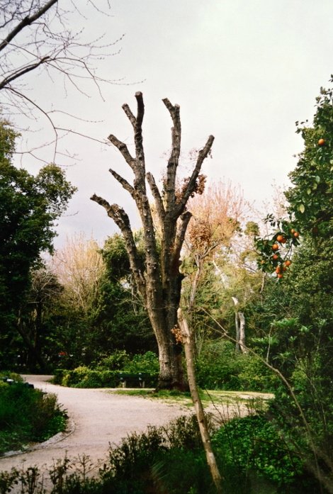 Πώς και γιατί ο Καμίνης θα καταστρέψει τον Εθνικό Κήπο [εικόνες] | iefimerida.gr 4