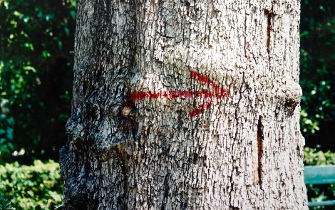Πώς και γιατί ο Καμίνης θα καταστρέψει τον Εθνικό Κήπο [εικόνες] | iefimerida.gr 0