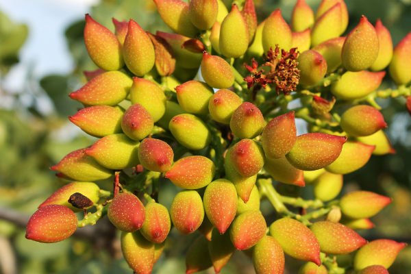 Γιορτή φιστικιού στην Αίγινα -Ενα μοναδικό ραντεβού [εικόνες] | iefimerida.gr 4
